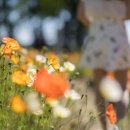 보강천 미루나무숲 이미지