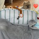 쿨 | [멍보스] 강아지쿨매트추천 반려동물 땡땡이 쿨매트 후기🌼