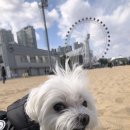 흰둥이분식