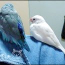 Honey Bunny 이미지