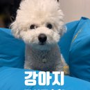 스윗테일 이미지