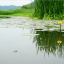 막곡천 Daum카페