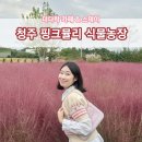 에이스농장 | 청주핑크뮬리카페 더다락 식물 농장 주차 및 포토존 정리