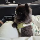 개가사는그집 | 260418, 양평앤가평 개가사는그집