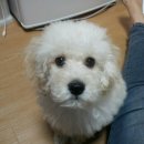 몽구 이미지