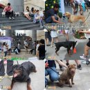 쥬니애견 이미지