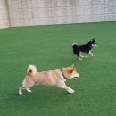옥스포독 네이버블로그