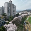 아산로 Daum카페
