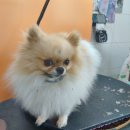 콩이 애견샵 이미지