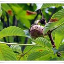 마로니에 이미지