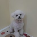 개 웃는날 이미지