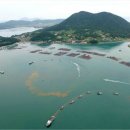 완도17호 이미지