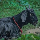 누리흑염소 이미지