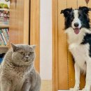 냥냥펀치 이미지