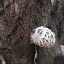 꽃순이농장 이미지