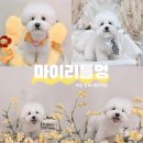 마이리틀멍 이미지