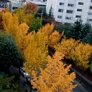 집앞 은행나무 가로수가~~ 이미지