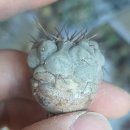 (분양완료) 고룡환 (Copiapoa cinerea var. columna-alba) 이미지