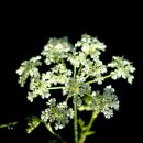 자작나무호텔 이미지