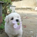 꽃보다강아지 이미지