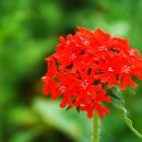 춤의정원 이미지