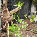 넝쿨장미집 이미지