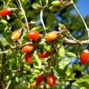 구기자의 효능과 사용방법 이미지