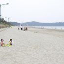 <서천여행> 푸른 해송으로 유명한 서해안 보물 춘장대 해수욕장 이미지