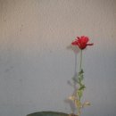 2008년 첫 양귀비꽃 이미지