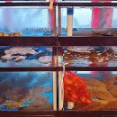 참새방아깐 이미지