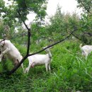 해원목장 이미지