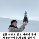 일본 삿포로 여행 필수 코스 비에이 투어 세븐스타 나무 탁신관 후기