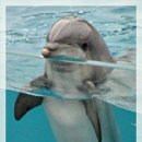 돌핀 이미지
