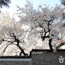 [서울]봄날의 꽃대궐에 가다 `창덕궁, 경복궁, 덕수궁의 숨은 봄꽃` 이미지