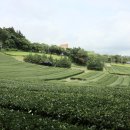 제주 올레길 14-1코스 이미지