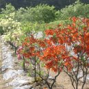 봉오리농장 이미지