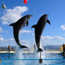 운정동우체국 앞 횡단보도 | 후쿠오카 아쿠아리움 예약 우미노나카미치 수족관 입장권 돌고래쇼