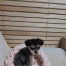제리집
