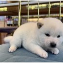 도그마루 강아지고양이 무료분양 이미지