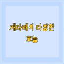 대해 이미지