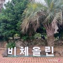 6월 제주 서쪽 수국/능소화 명소- 능소화축제 ‘비체올린’ 수국&능소화 26년 6월30일 방문 후기