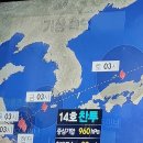 유주메리골드
