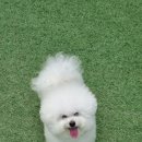 피개행개 이미지