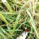 두왕천 네이버블로그