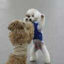 도기크루 이미지