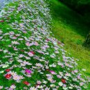 양평밸리 이미지