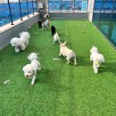 파브 퍼피 이미지