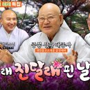 노송아래 진달래 핀 날 이미지