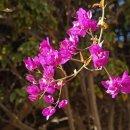 강릉독채풀빌라보늬펜션 | 방동리 풀빌라 강릉 독채 풀빌라 보늬펜션 휴가철 꼭 찾아야 하는 곳