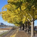 은행나무 이미지